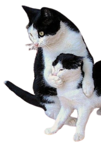 two-cats