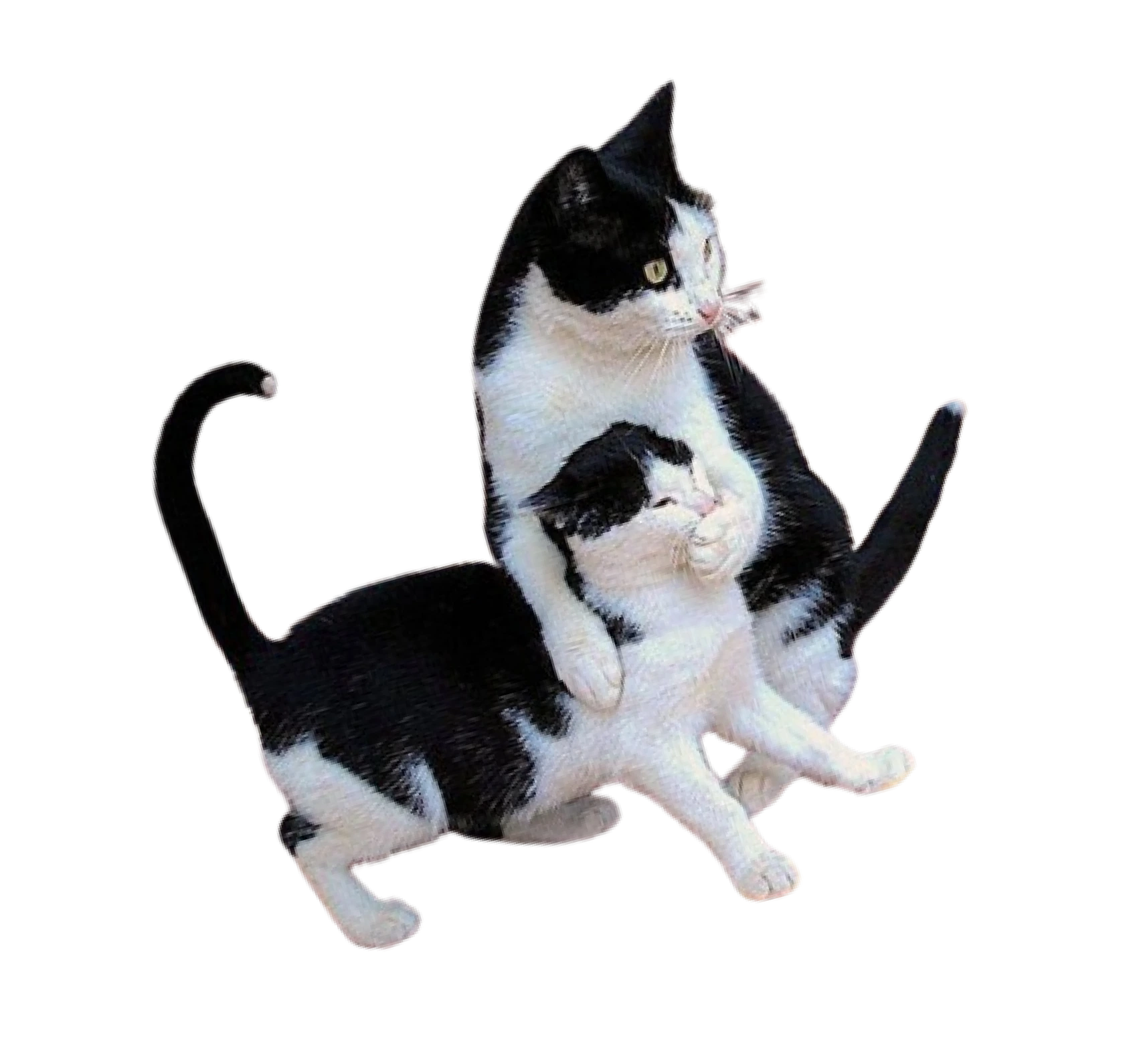 two-cats